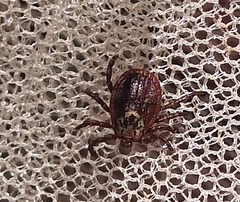 Dermacentor reticulatus