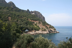 Olea europaea europaea