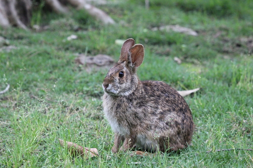 Swamp Rabbit photographed in Mississippi