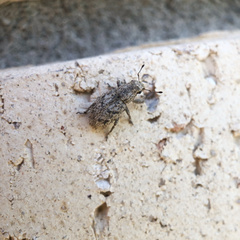 Floresianus sordidus
