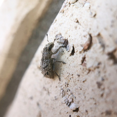 Floresianus sordidus