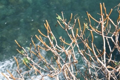 Euphorbia dendroides