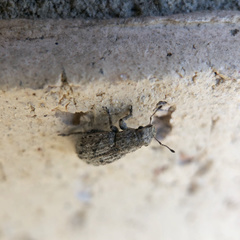 Floresianus sordidus