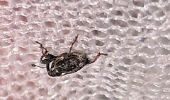 Poecilma capucinus