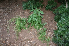 Scrophularia laevigata