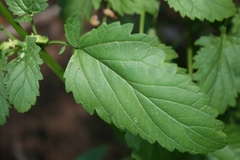 Scrophularia laevigata