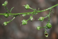 Scrophularia laevigata
