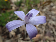 Cyanicula sericea