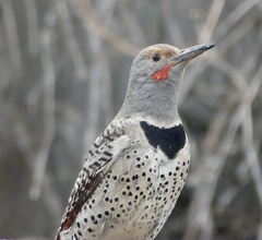 Northern Flicker photo 3