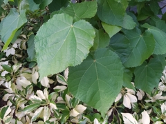 Dombeya wallichii