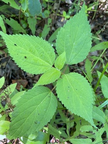 Boehmeria cylindrica image