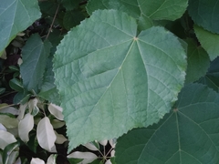 Dombeya wallichii