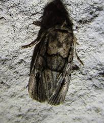 Sympistis dinalda