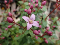 Boronia fastigiata