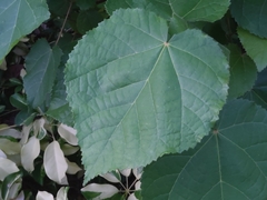 Dombeya wallichii