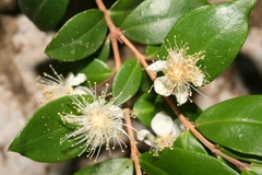 Myrtus communis