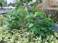 Dombeya wallichii