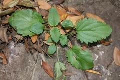 Scrophularia laevigata