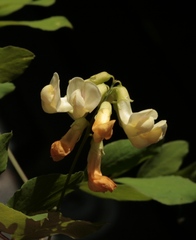 Lathyrus holochlorus