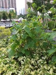 Dombeya wallichii
