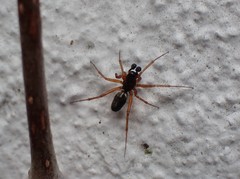 Microlinyphia pusilla