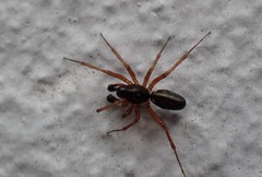 Microlinyphia pusilla