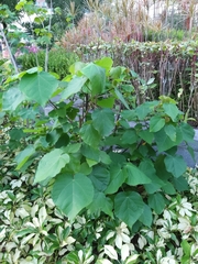 Dombeya wallichii