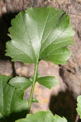 Rhamphospermum pubescens
