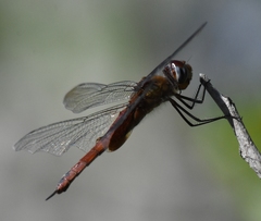 Tramea abdominalis