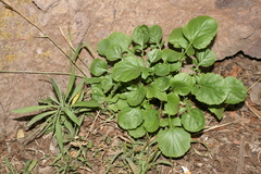 Rhamphospermum pubescens