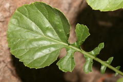 Rhamphospermum pubescens