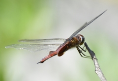 Tramea abdominalis