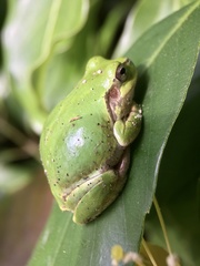 Hyla japonica