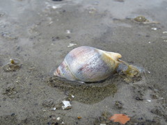 Buccinastrum deforme