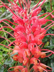 Grevillea bipinnatifida