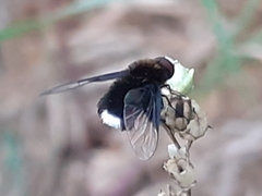 Ogcodocera leucoprocta