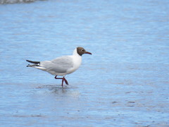 Chroicocephalus maculipennis