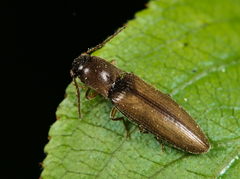 Dalopius marginatus