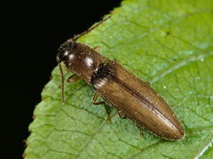 Dalopius marginatus