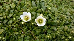 Gentianella saxosa