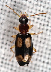 Dromius quadrimaculatus