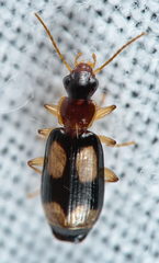 Dromius quadrimaculatus