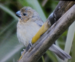 Sporophila nigricollis