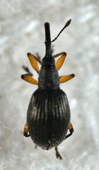 Protapion trifolii
