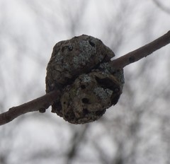 Callirhytis quercuscornigera