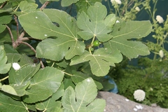 Ficus carica subsp. carica image
