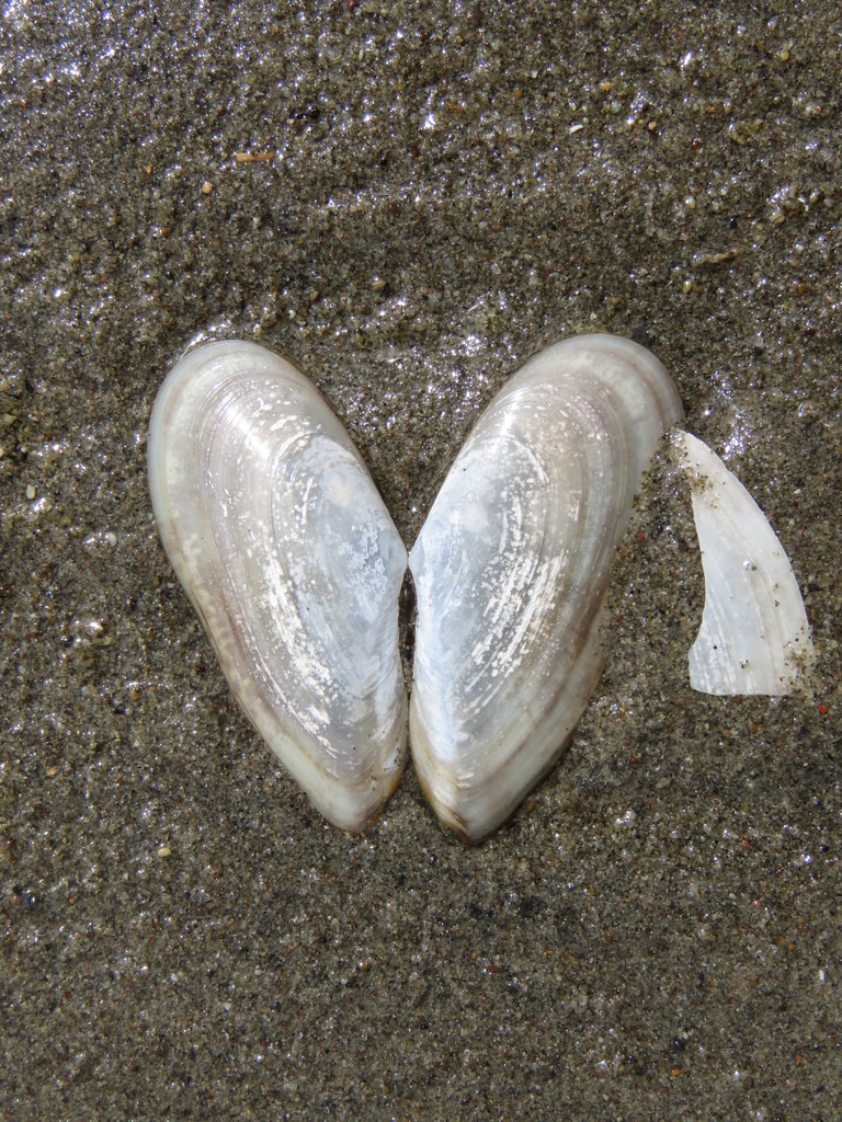 Ardeamya petitiana