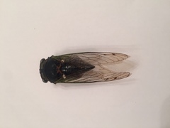 Neotibicen tibicen tibicen