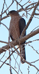 Accipiter cooperii