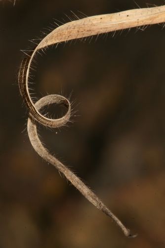 Brachypodium distachyon image